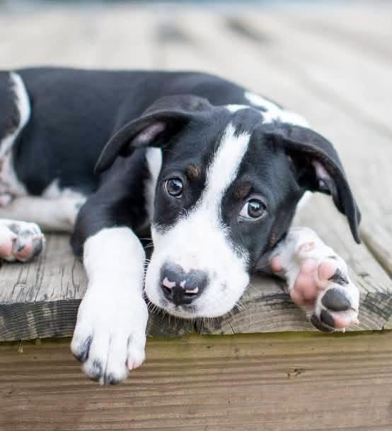 Takis, Adopted, Puppy Male Hound.