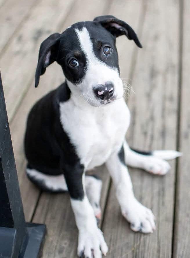 Enlarge Takis, a Adopted Hound in Germantown, OH image 2/3
