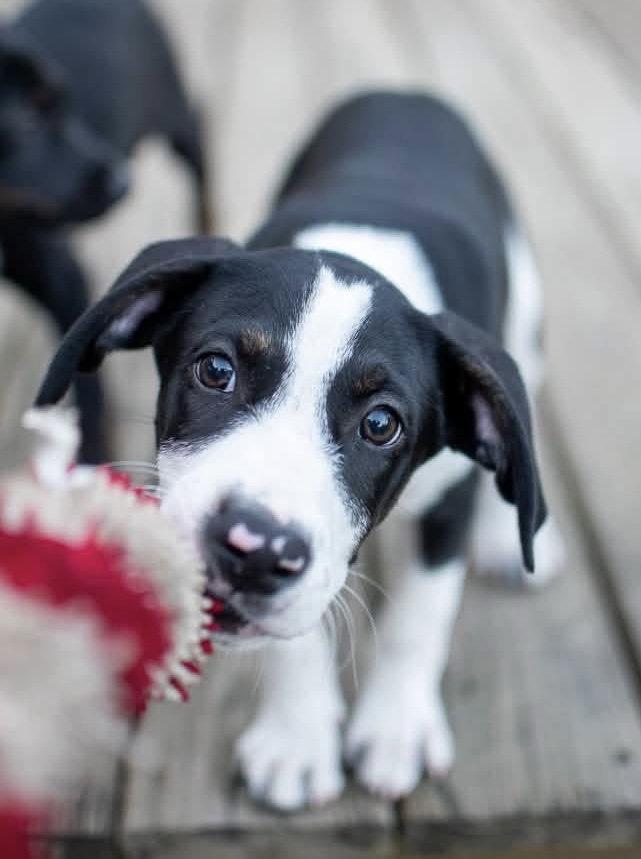 Enlarge Takis, a Adopted Hound in Germantown, OH image 3/3