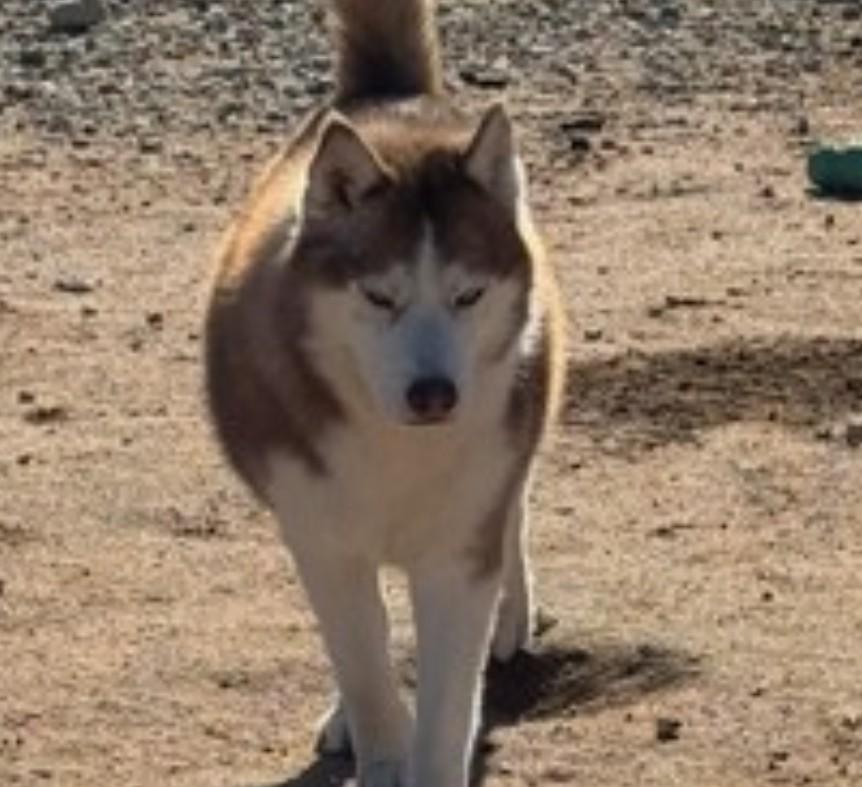 Enlarge Remi, a Adoptable Siberian Husky in Hesperia, CA image 1/1