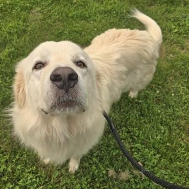 Custard, an adopted Great Pyrenees in Lancaster, PA image 2/3