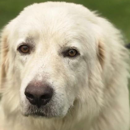 Custard, adopted, Adult Male Great Pyrenees.