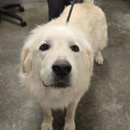 Custard, an adopted Great Pyrenees in Lancaster, PA image 3/3