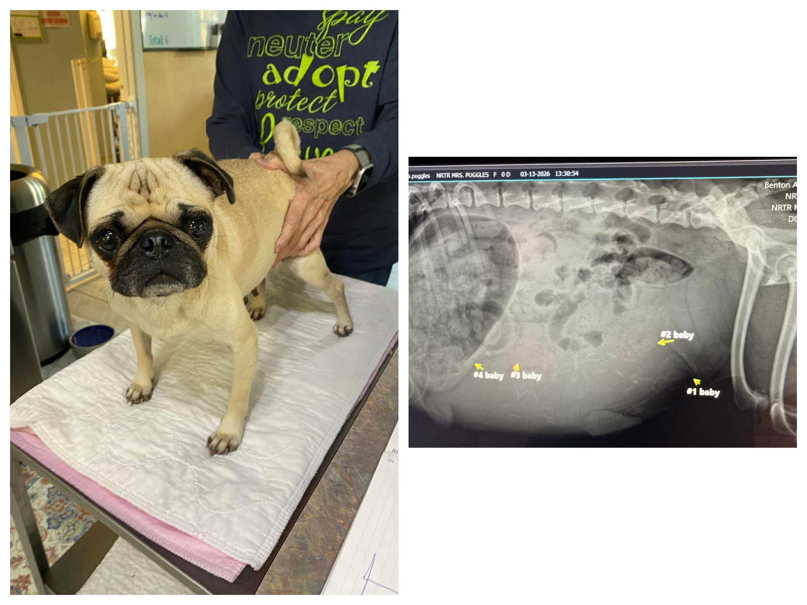 Enlarge Mrs. Puggles (PREGNANT - NOT YET AVAILABLE), a Adoptable Pug in Benton, LA image 1/1