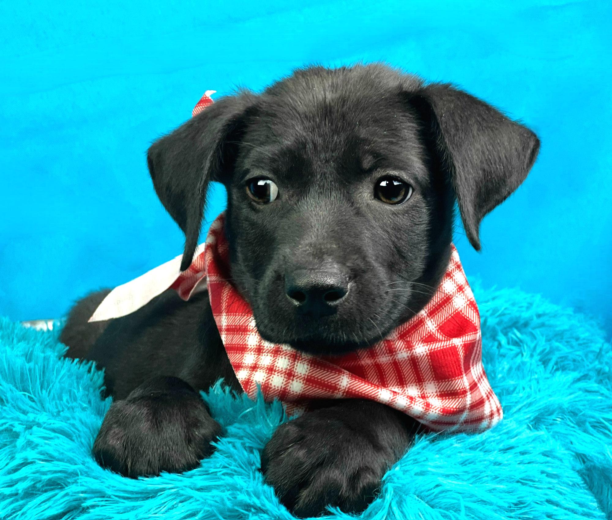 Boomer - a 4th of July miracle rescue!