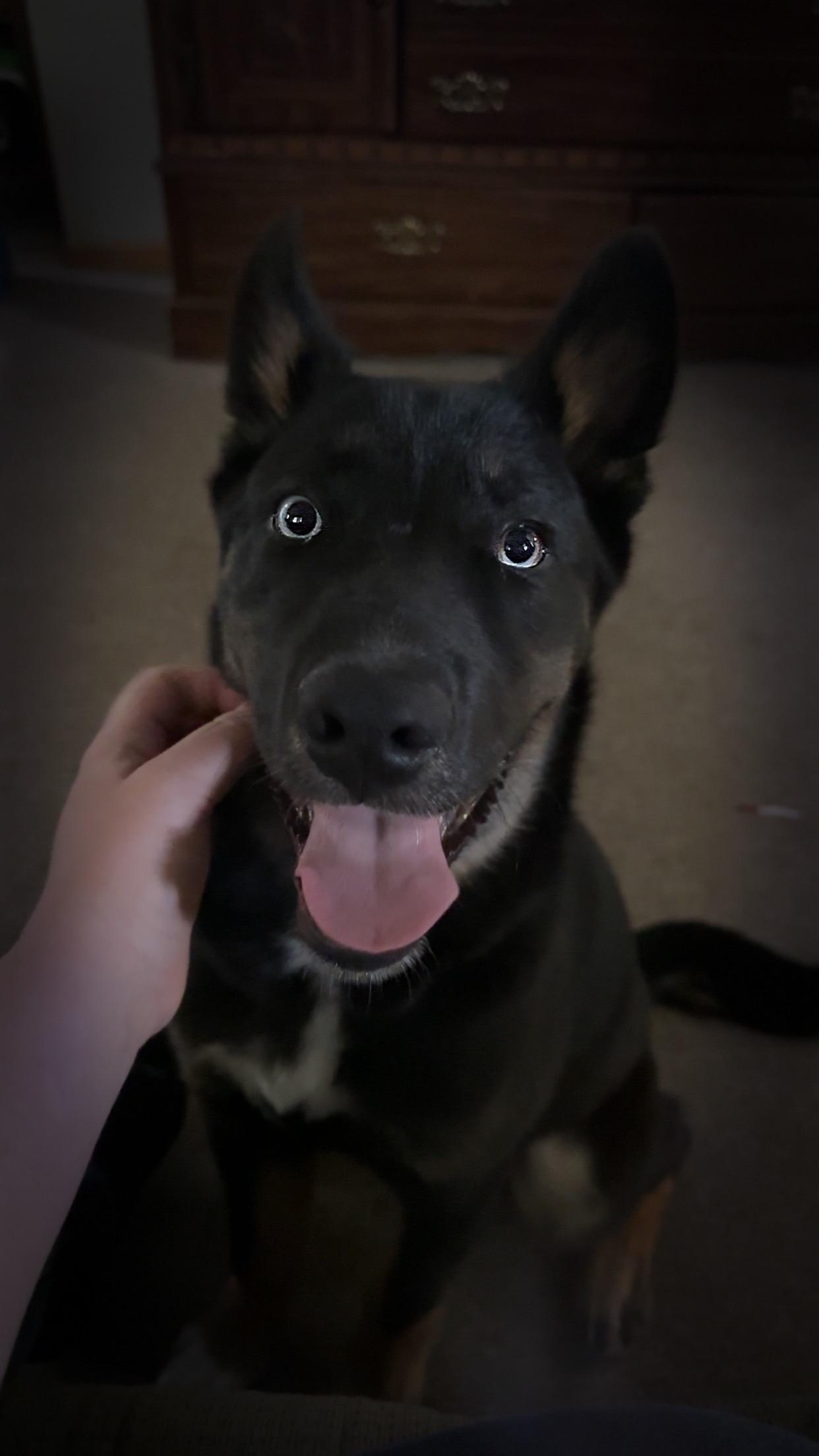 Leo - COURTESY POST, an adopted mixed breed in Sparta, WI image 4/6