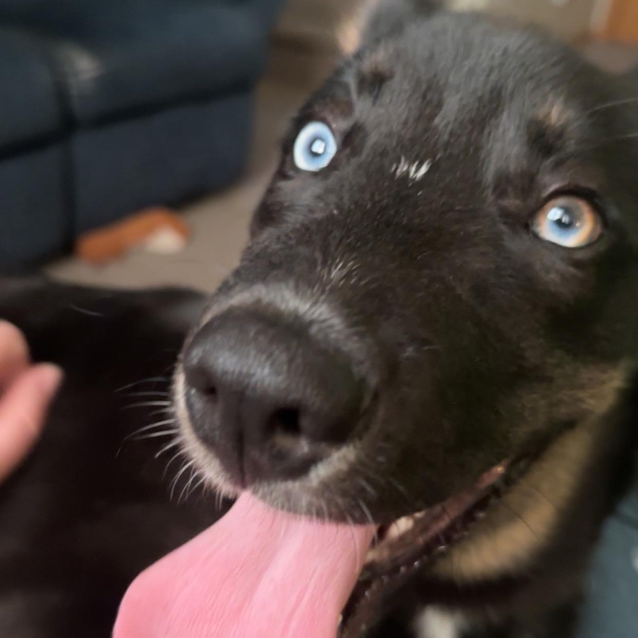 Leo - COURTESY POST, an adopted mixed breed in Sparta, WI image 2/6