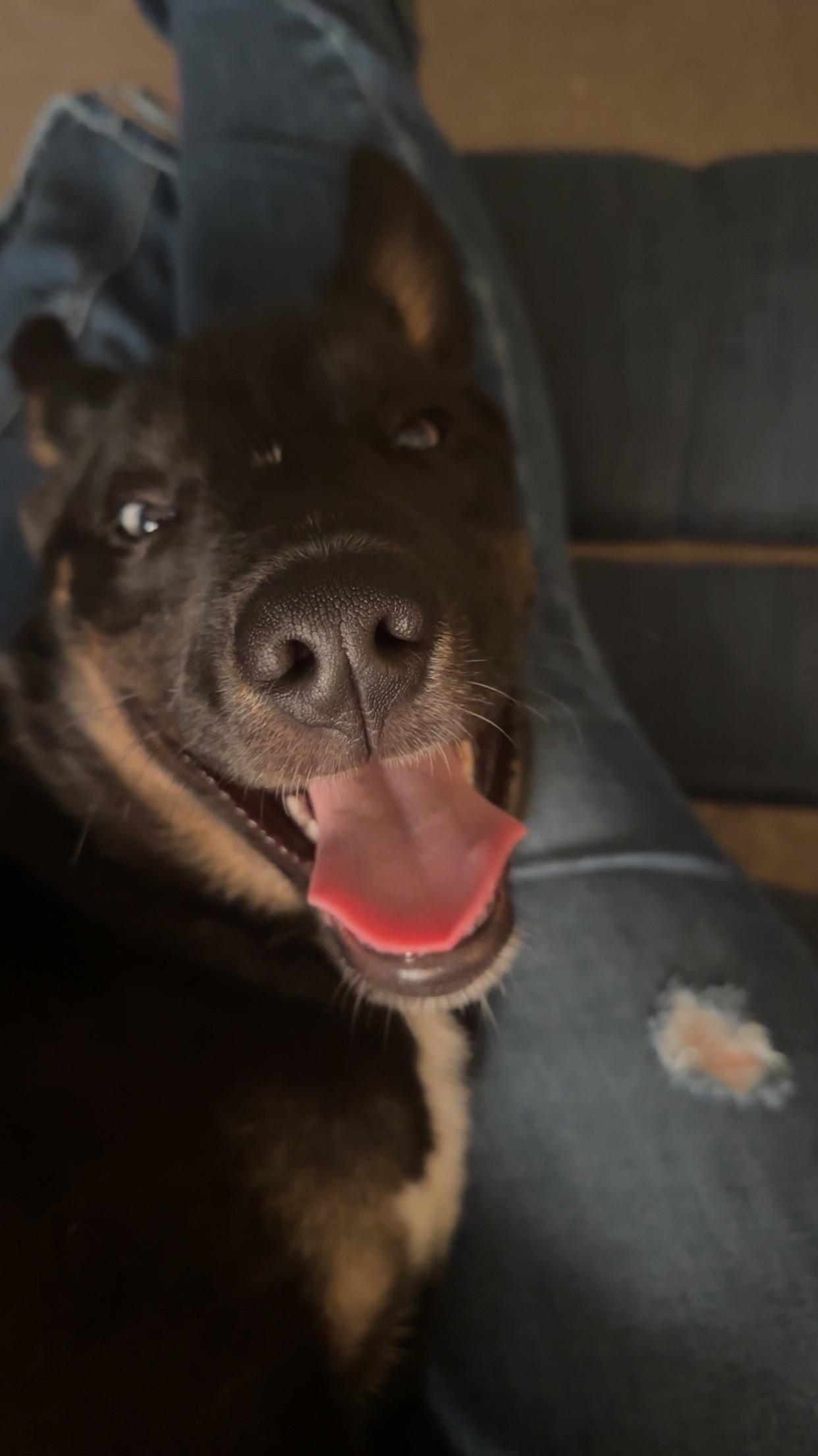 Leo - COURTESY POST, an adopted mixed breed in Sparta, WI image 6/6
