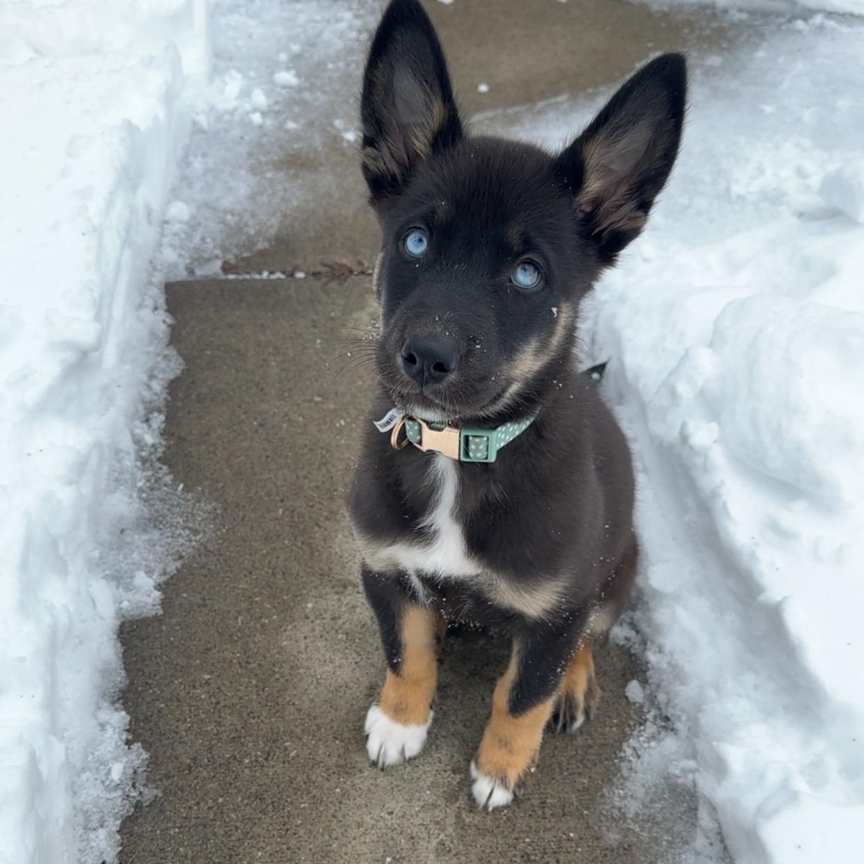 Leo - COURTESY POST, an adopted mixed breed in Sparta, WI image 3/6