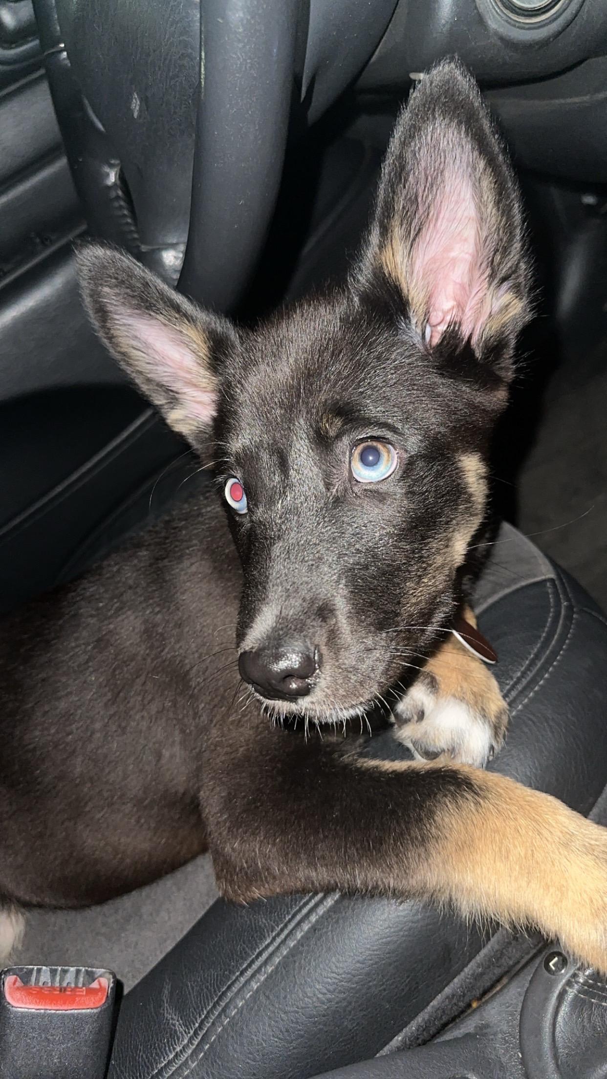 Leo - COURTESY POST, an adopted mixed breed in Sparta, WI image 5/6