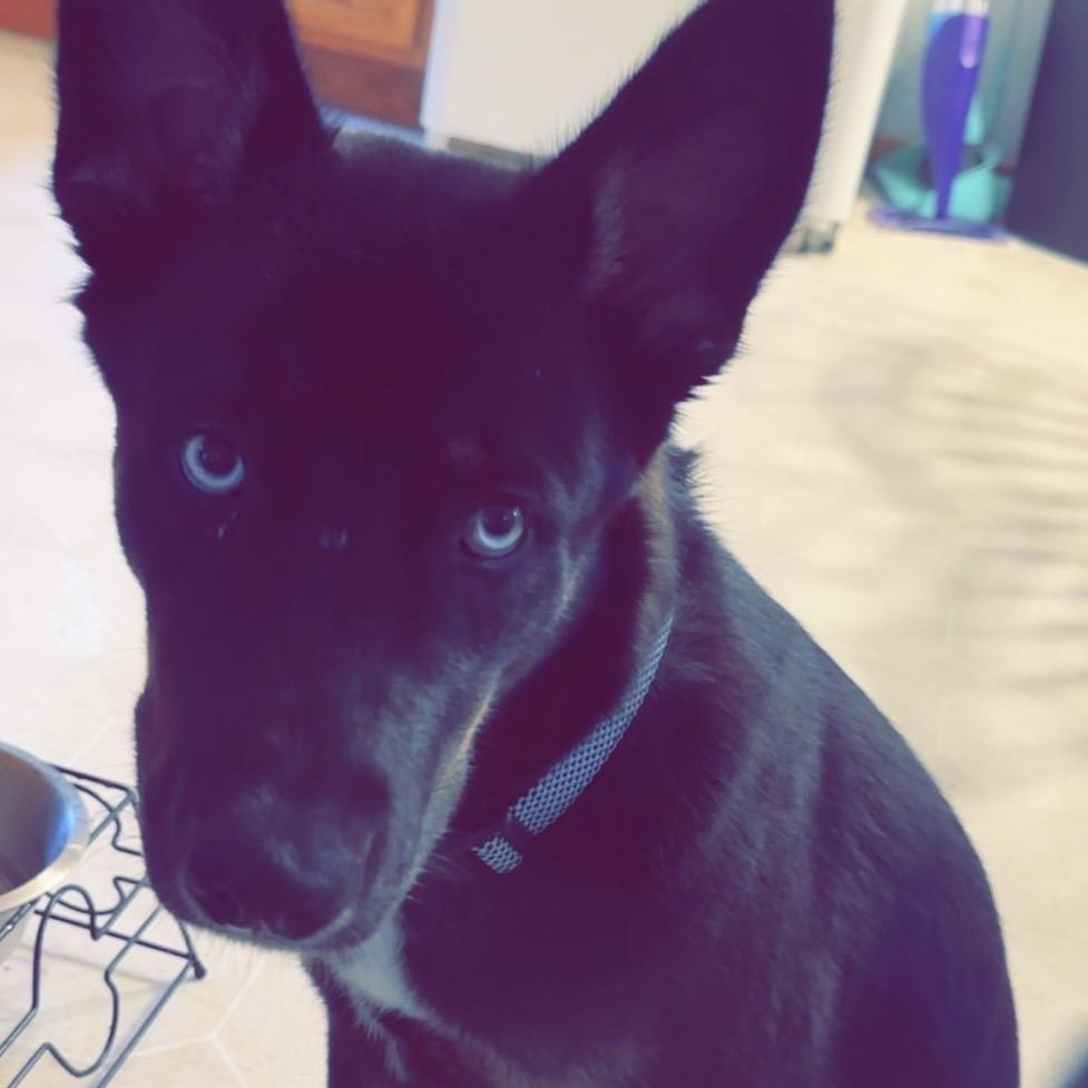 Leo - COURTESY POST, an adopted mixed breed in Sparta, WI image 1/6