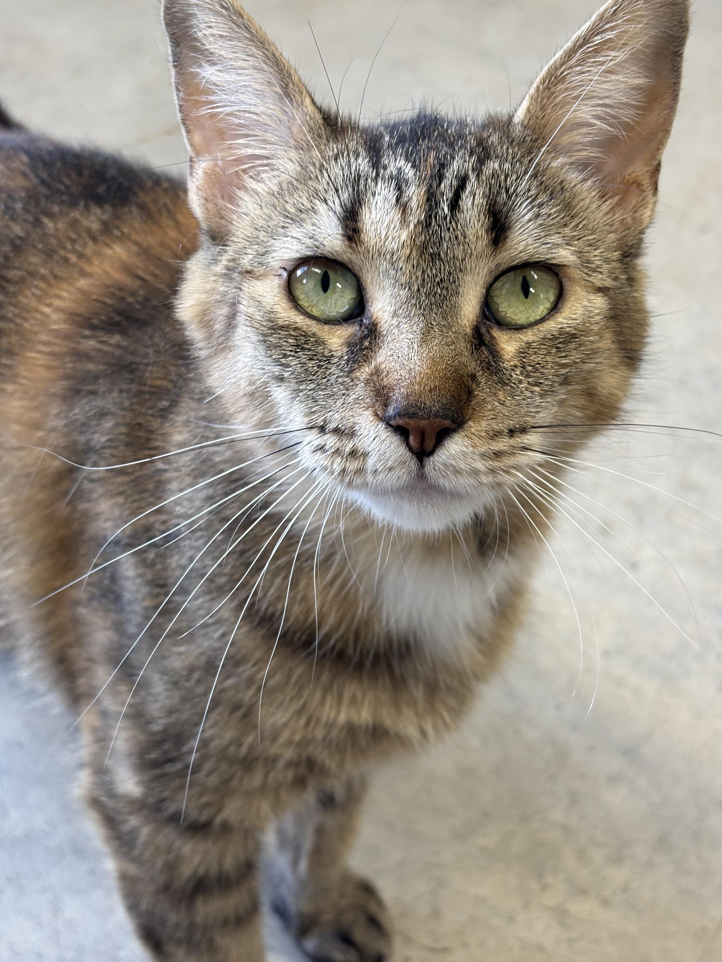 Daphne, ADOPTABLE, Adult Female Domestic Short Hair.