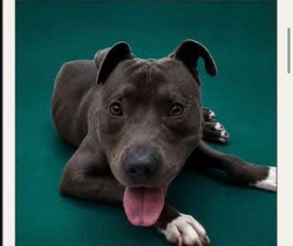 Taylor, Adoptable, Young Male Pit Bull Terrier.