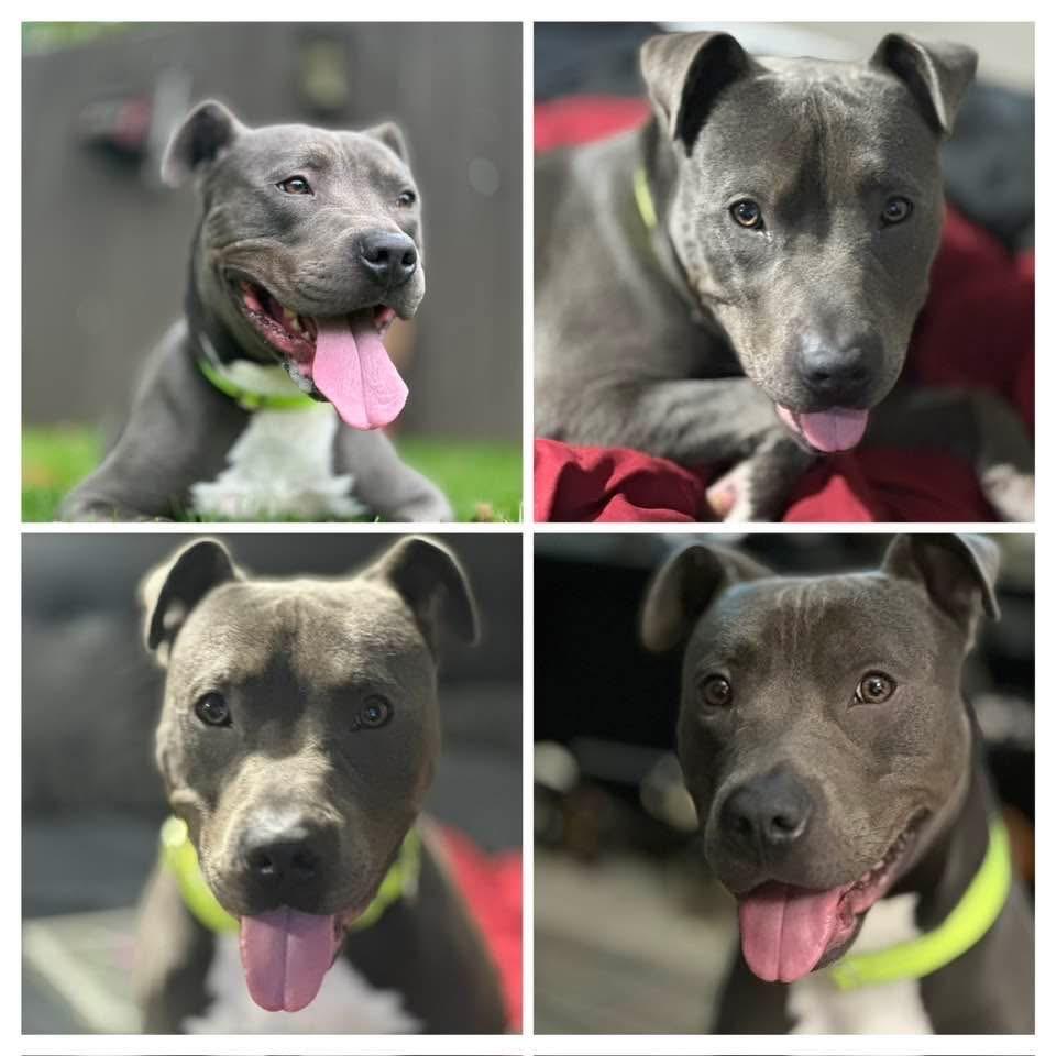 Enlarge Taylor, a Adoptable Pit Bull Terrier in Charlotte, MI image 2/6