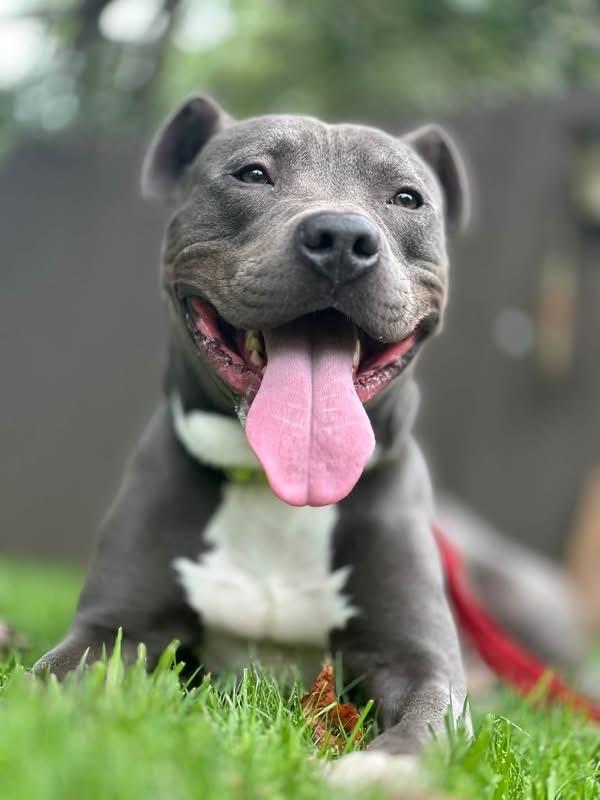Enlarge Taylor, a Adoptable Pit Bull Terrier in Charlotte, MI image 3/6