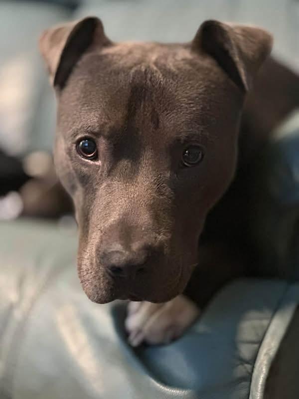 Enlarge Taylor, a Adoptable Pit Bull Terrier in Charlotte, MI image 4/6