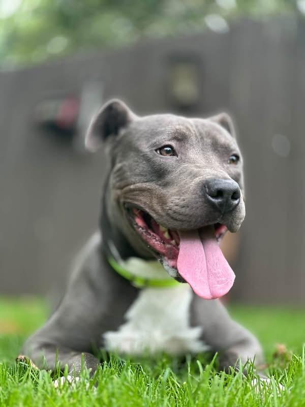 Enlarge Taylor, a Adoptable Pit Bull Terrier in Charlotte, MI image 5/6
