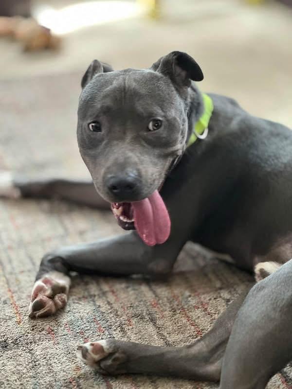 Enlarge Taylor, a Adoptable Pit Bull Terrier in Charlotte, MI image 6/6