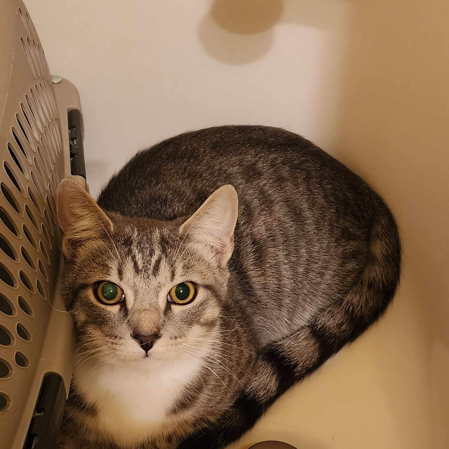 Enlarge Zero, an adopted Domestic Short Hair in Maryville, TN image 2/3