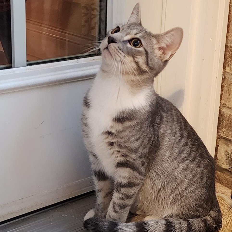 Enlarge Zero, an adopted Domestic Short Hair in Maryville, TN image 3/3