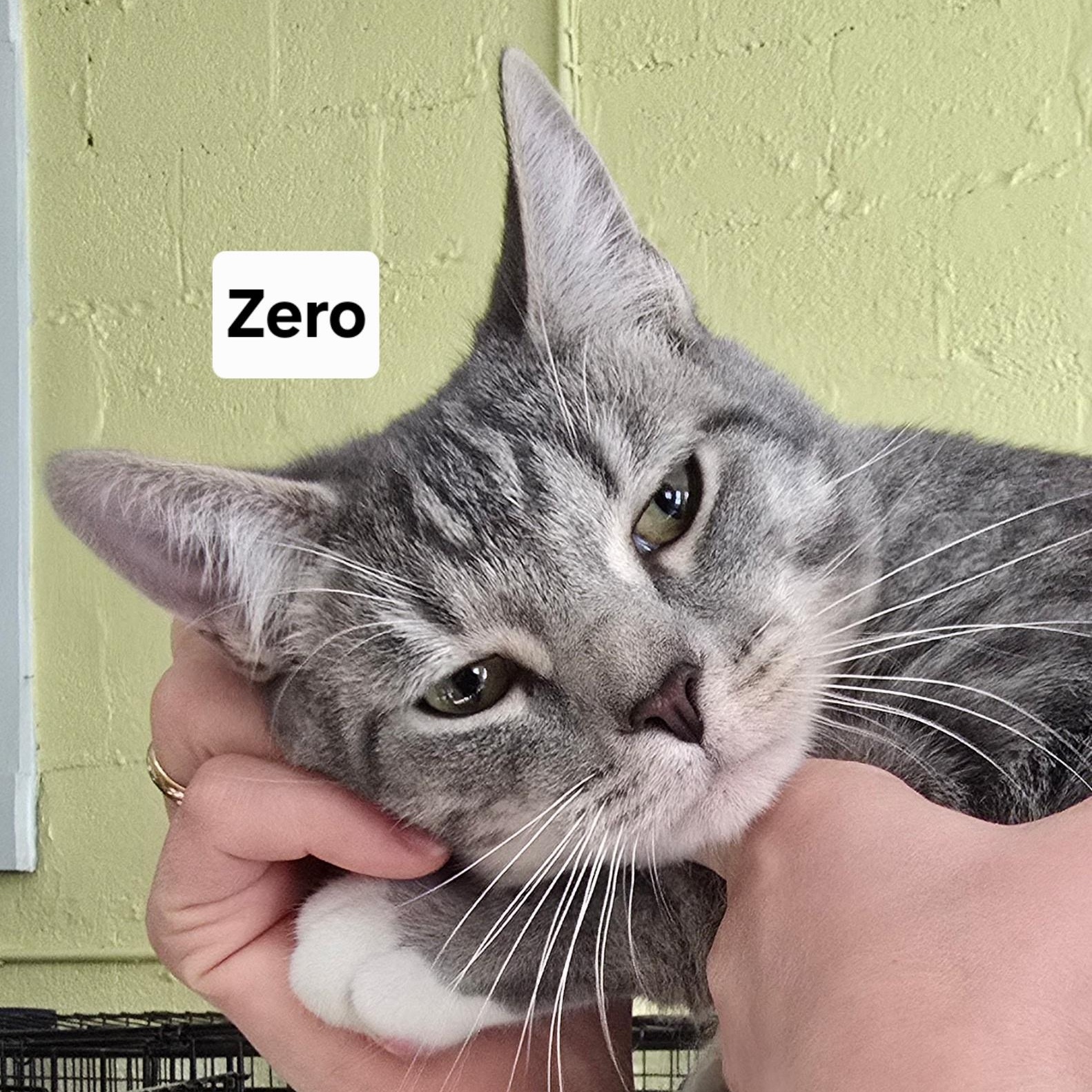 Zero, adopted, Young Male Domestic Short Hair.