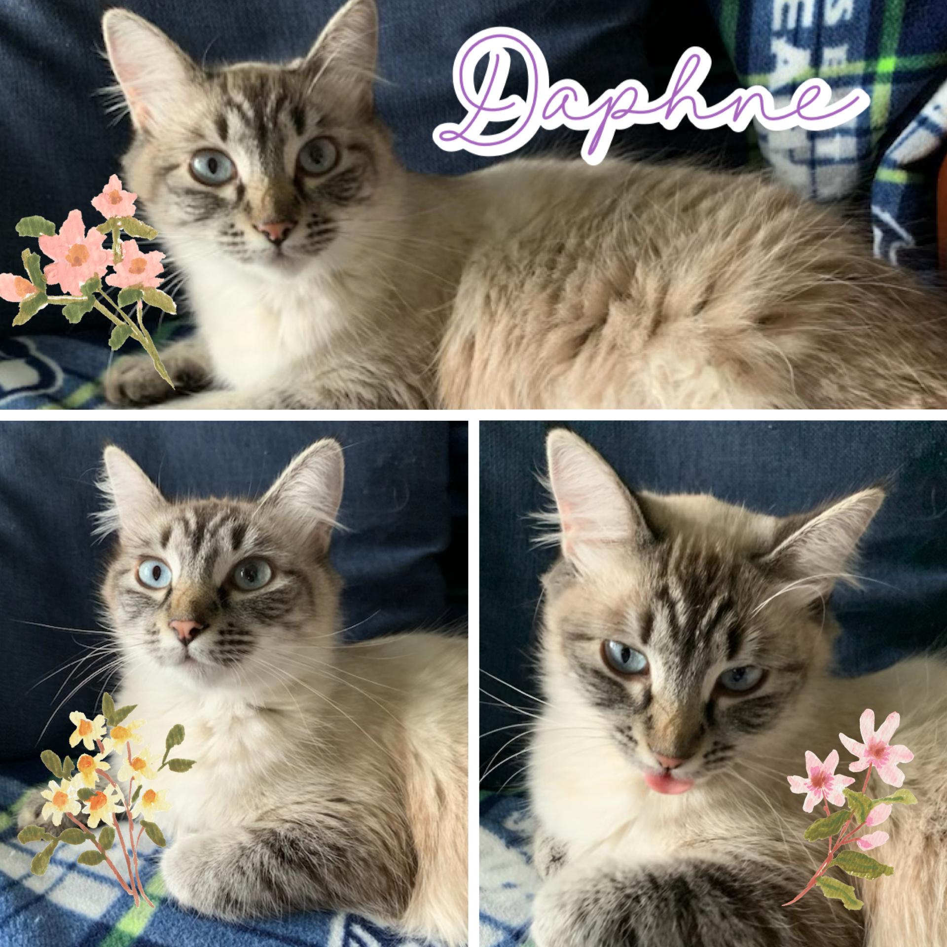 Daphne, ADOPTABLE, Adult Female Siamese & Tabby.