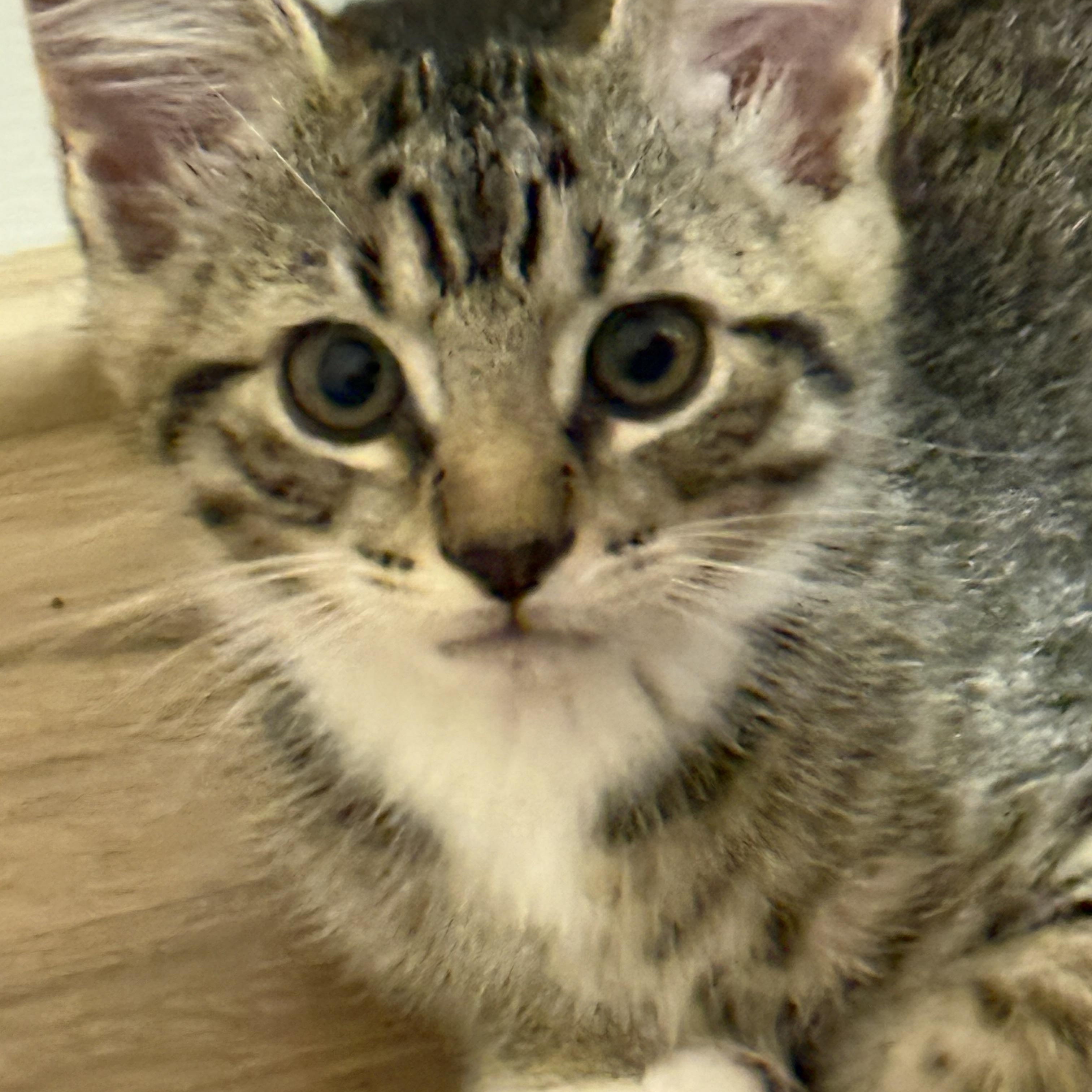 George, Baby Male unknown