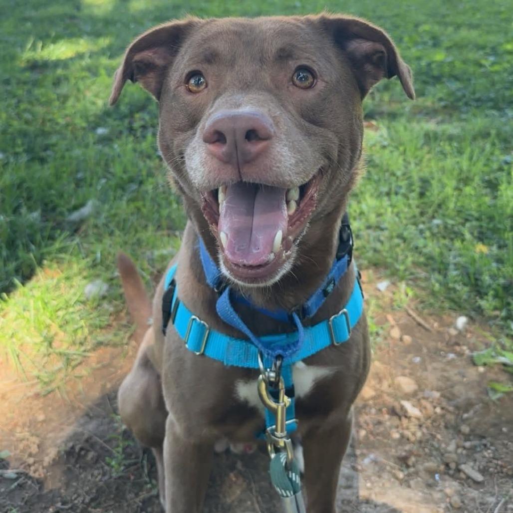 Zeke's Coffee, Adoptable, Adult Male Pit Bull Terrier.
