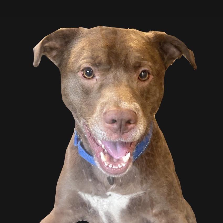 Zeke's Coffee, a Adoptable Pit Bull Terrier in Baltimore, MD image 2/3