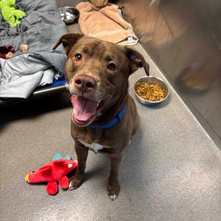 Zeke's Coffee, a Adoptable Pit Bull Terrier in Baltimore, MD image 3/3