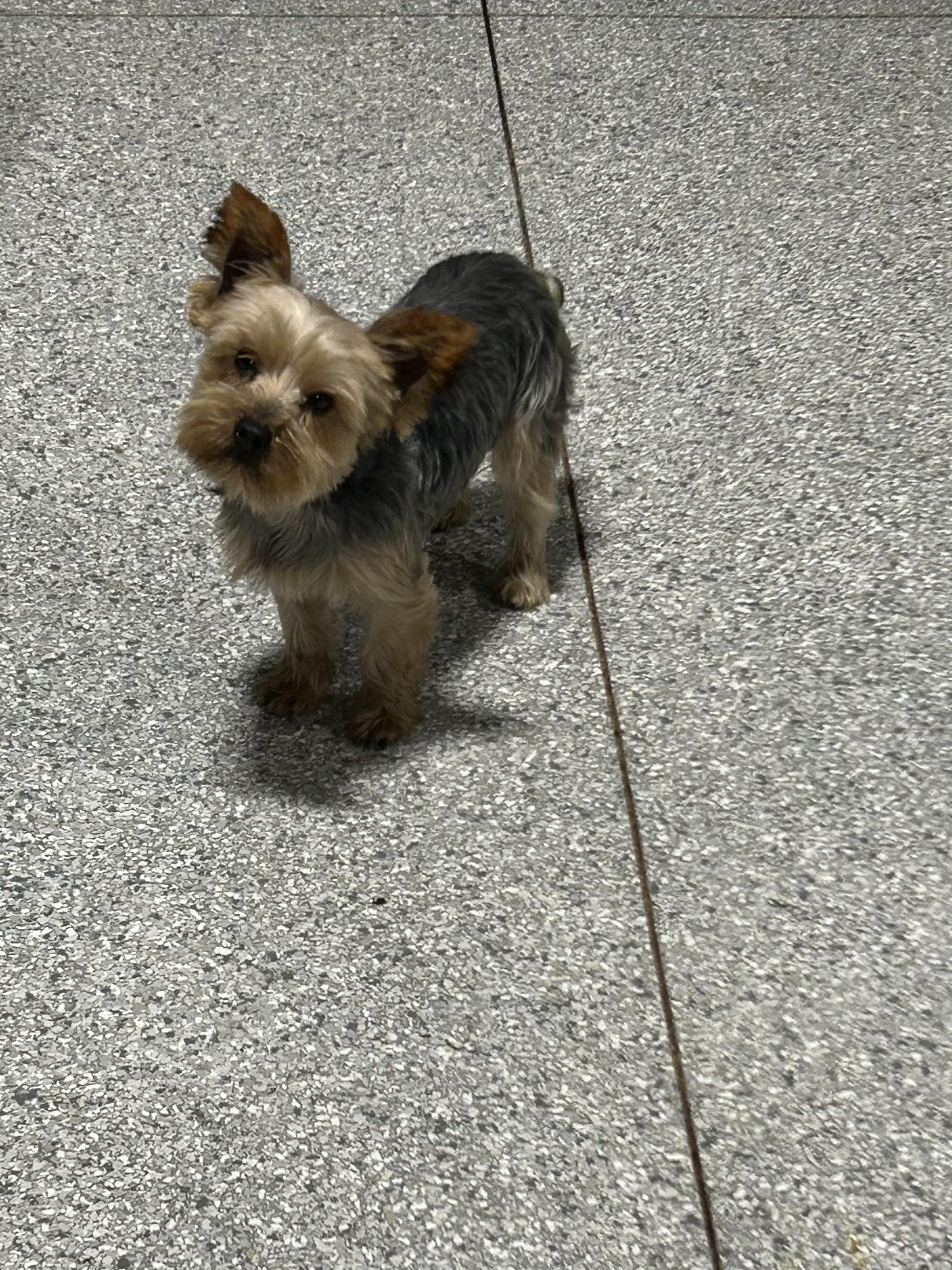 Enlarge Charlie.  8 lbs , a Adoptable Yorkshire Terrier in Antwerp, OH image 1/1