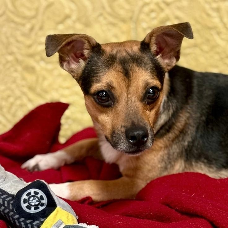 Enlarge Bronson 1390, a Adoptable Chihuahua in Boca Raton, FL image 1/1