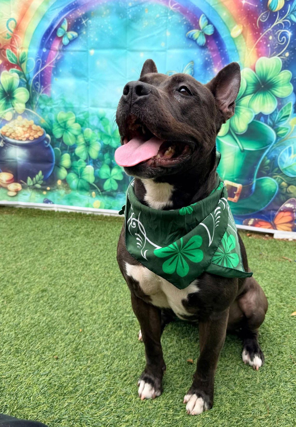 Enlarge Kayle, a Adoptable Pit Bull Terrier in Pompano Beach, FL image 1/3