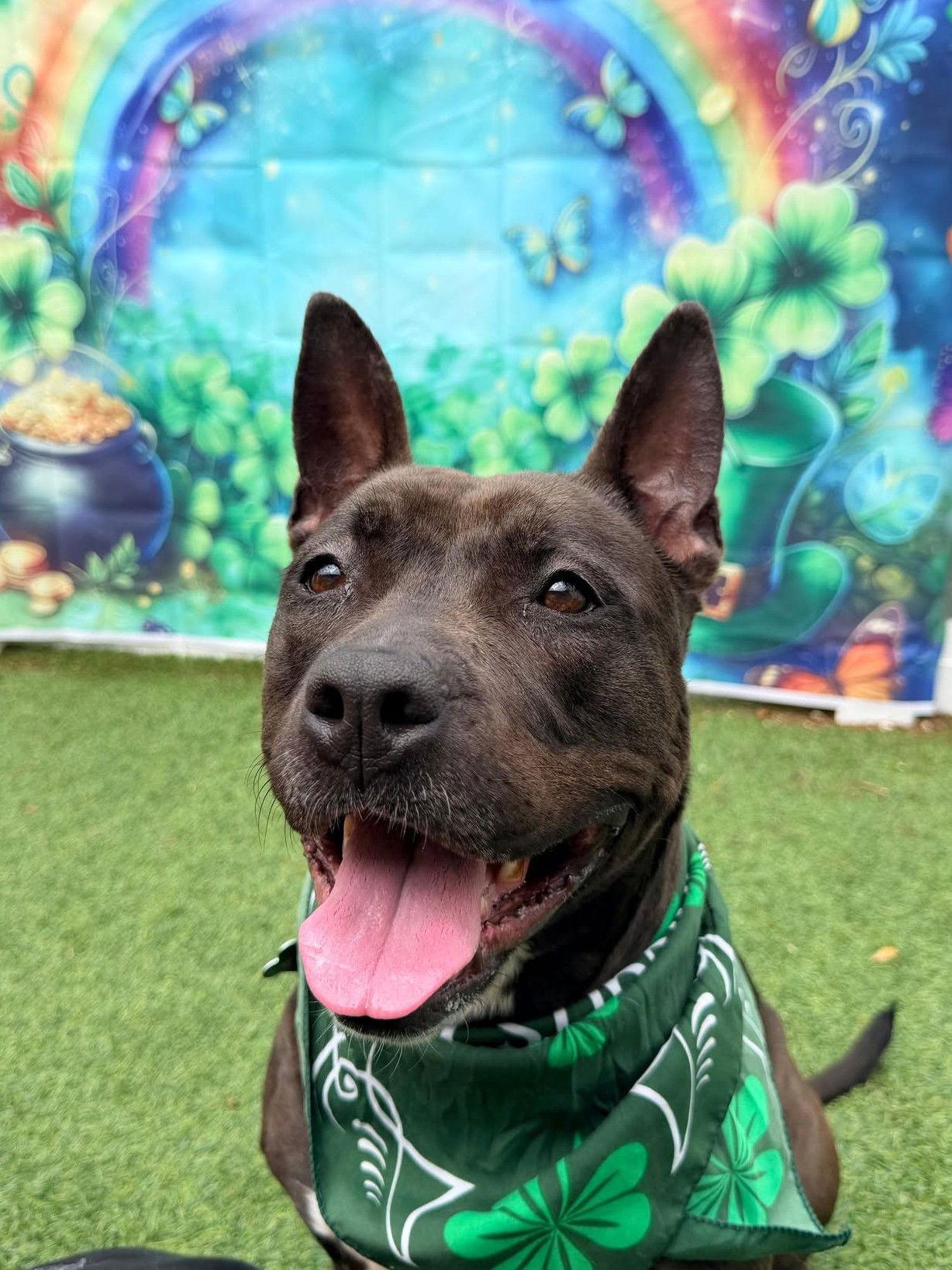 Enlarge Kayle, a Adoptable Pit Bull Terrier in Pompano Beach, FL image 2/3