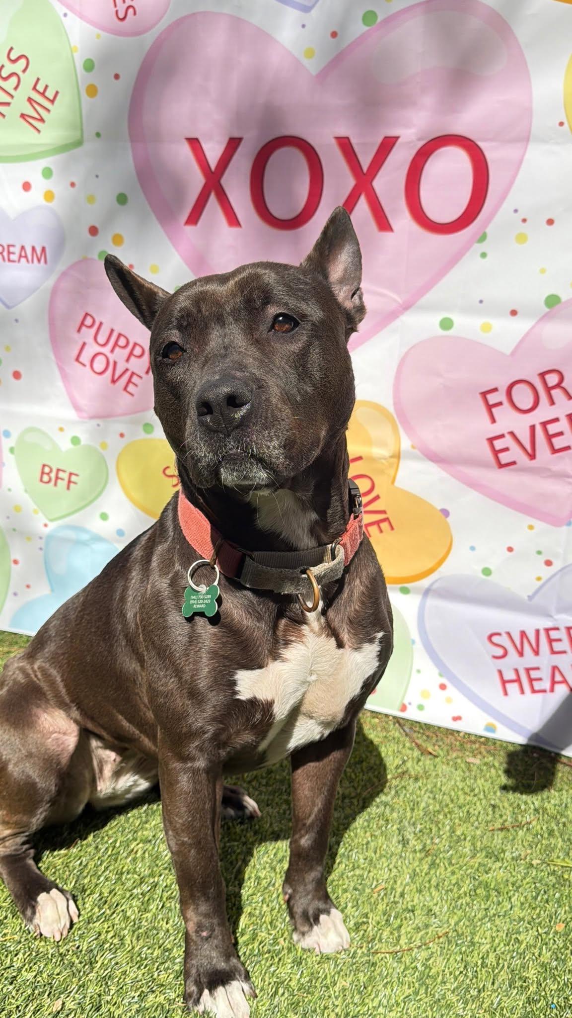 Kayle, Adoptable, Young Female Pit Bull Terrier.