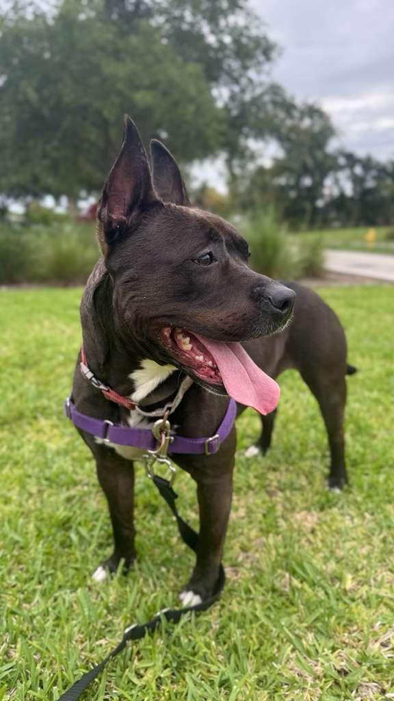 Kayle, a Adoptable Pit Bull Terrier in Pompano Beach, FL image 1/3