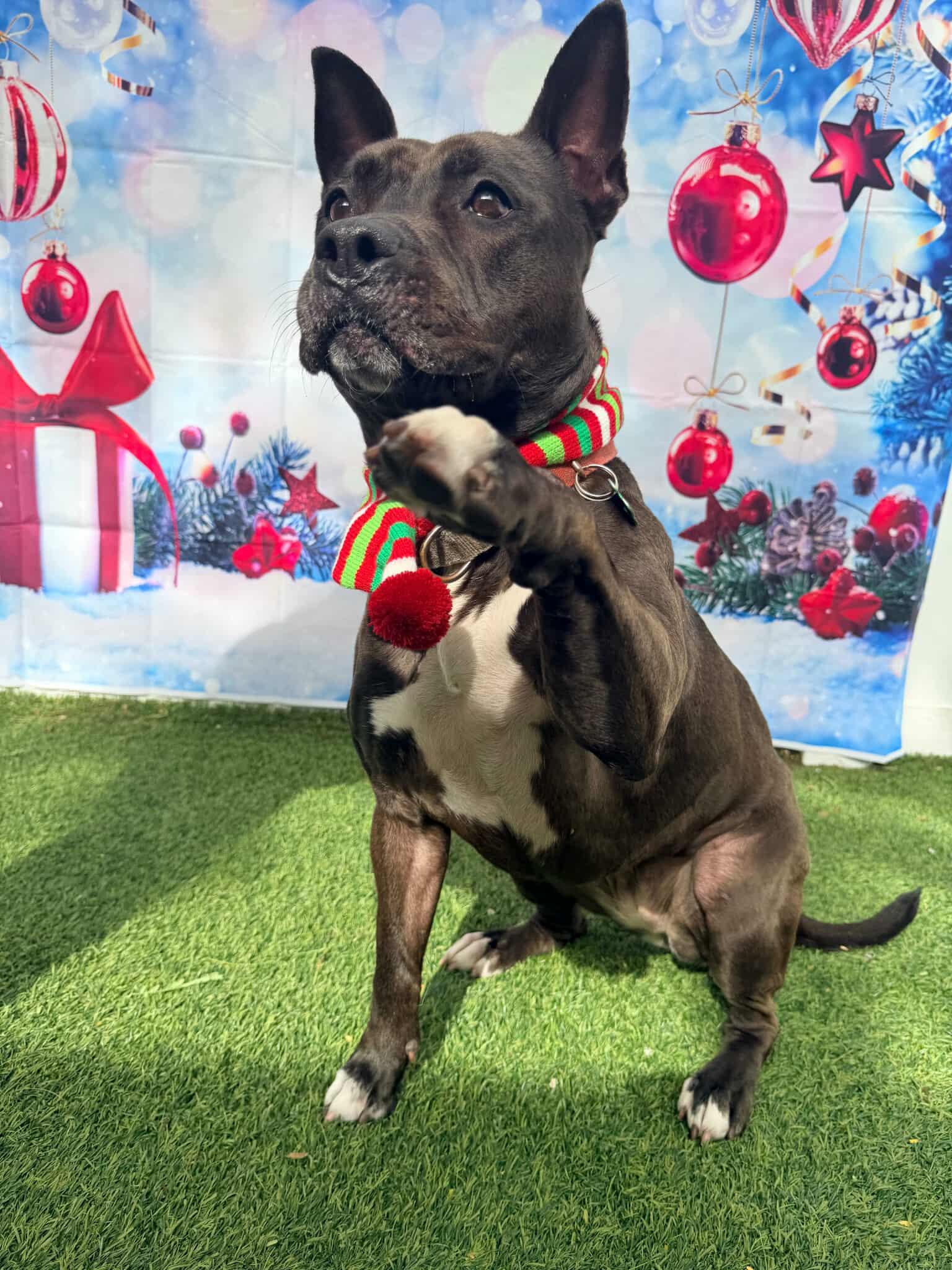 Kayle, Adoptable, Young Female Pit Bull Terrier.