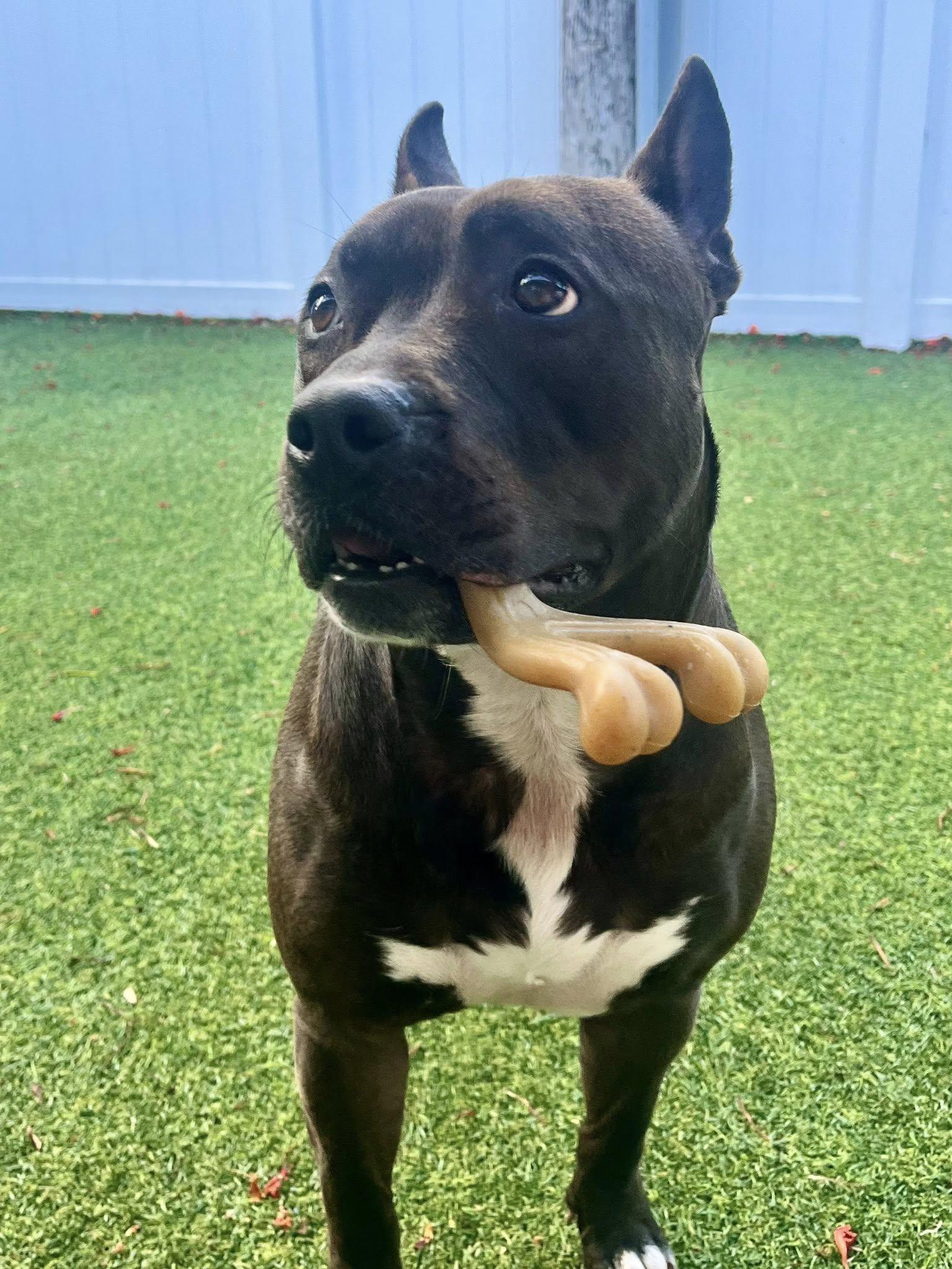 Kayle, a Adoptable Pit Bull Terrier in Pompano Beach, FL image 1/3