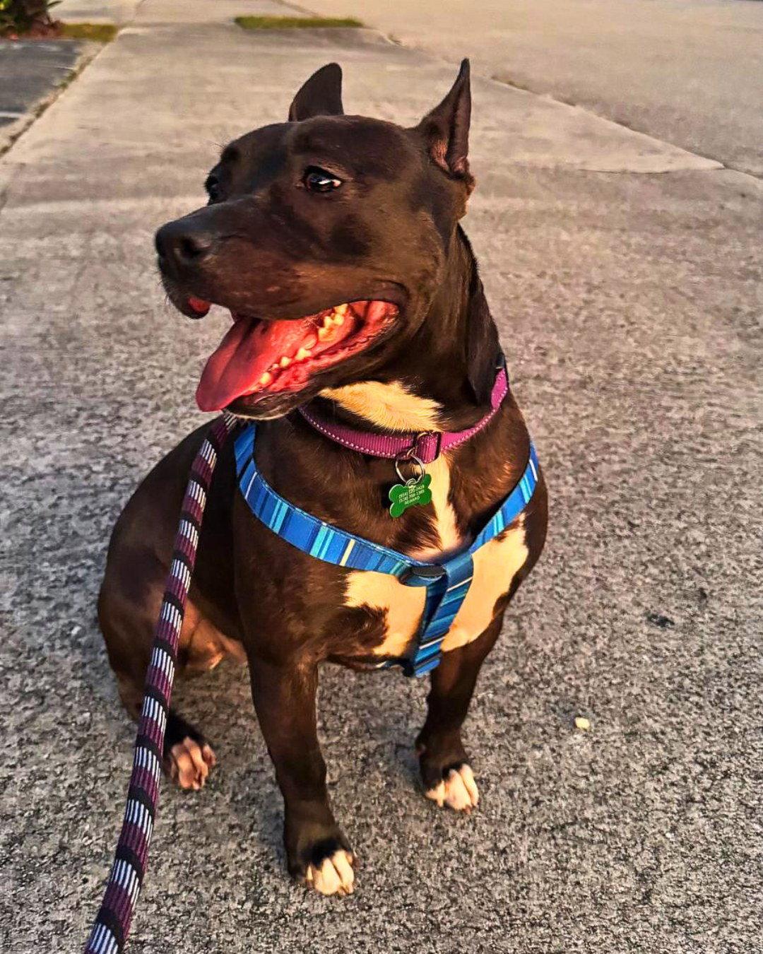 Kayle, a Adoptable Pit Bull Terrier in Pompano Beach, FL image 2/3