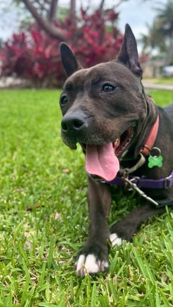 Kayle, a Adoptable Pit Bull Terrier in Pompano Beach, FL image 3/3