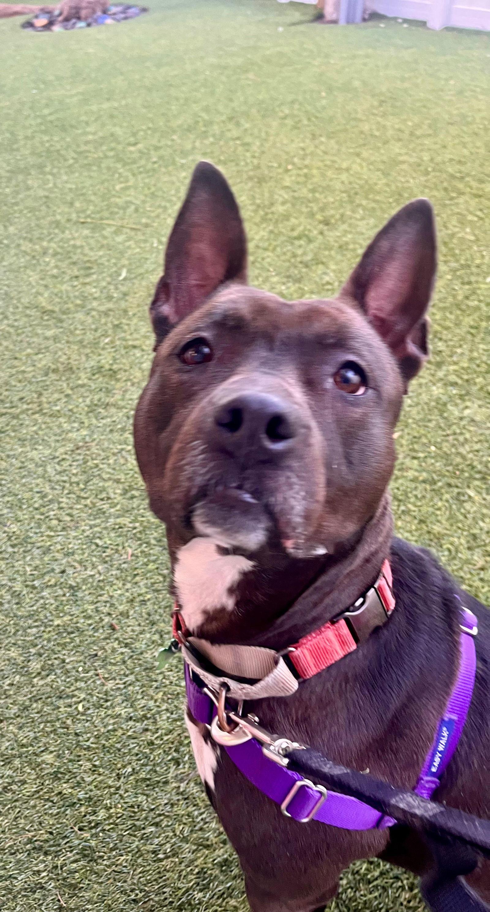 Enlarge Kayle, a Adoptable Pit Bull Terrier in Pompano Beach, FL image 3/3