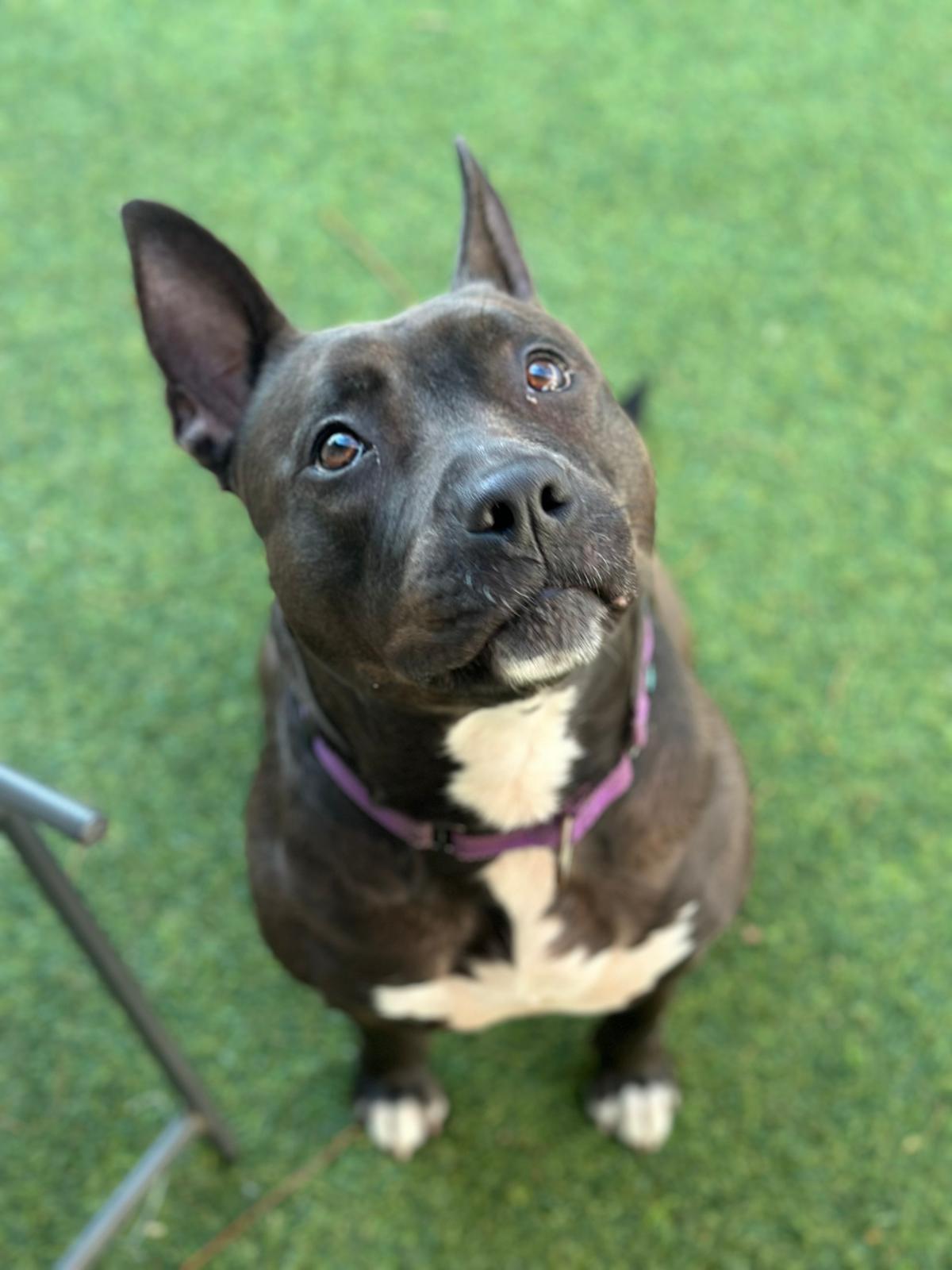 Kayle, a Adoptable Pit Bull Terrier in Pompano Beach, FL image 2/3