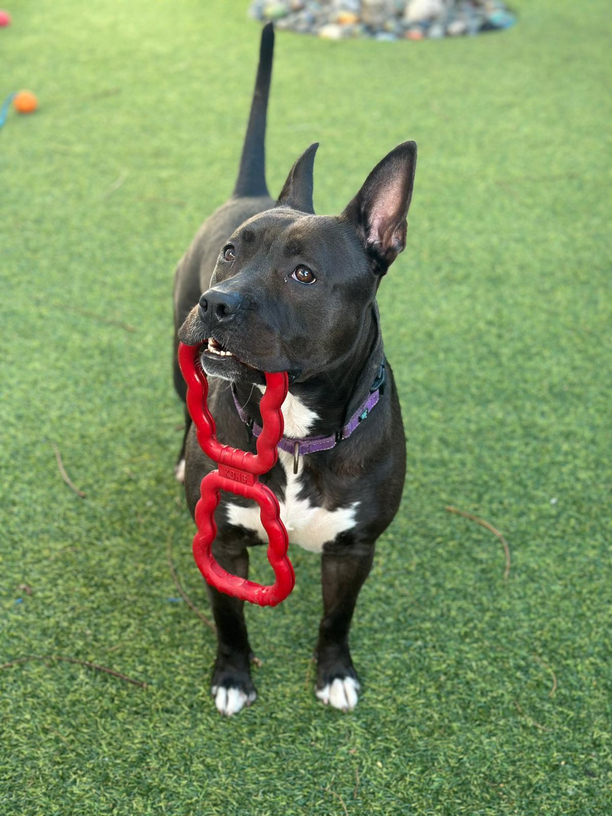 Kayle, a Adoptable Pit Bull Terrier in Pompano Beach, FL image 3/3
