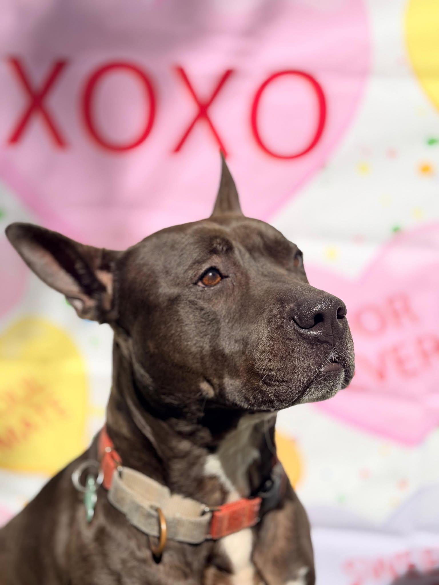 Enlarge Kayle, a Adoptable Pit Bull Terrier in Pompano Beach, FL image 3/3