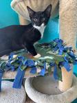 Basmati, Adoptable, Young Male Domestic Short Hair.