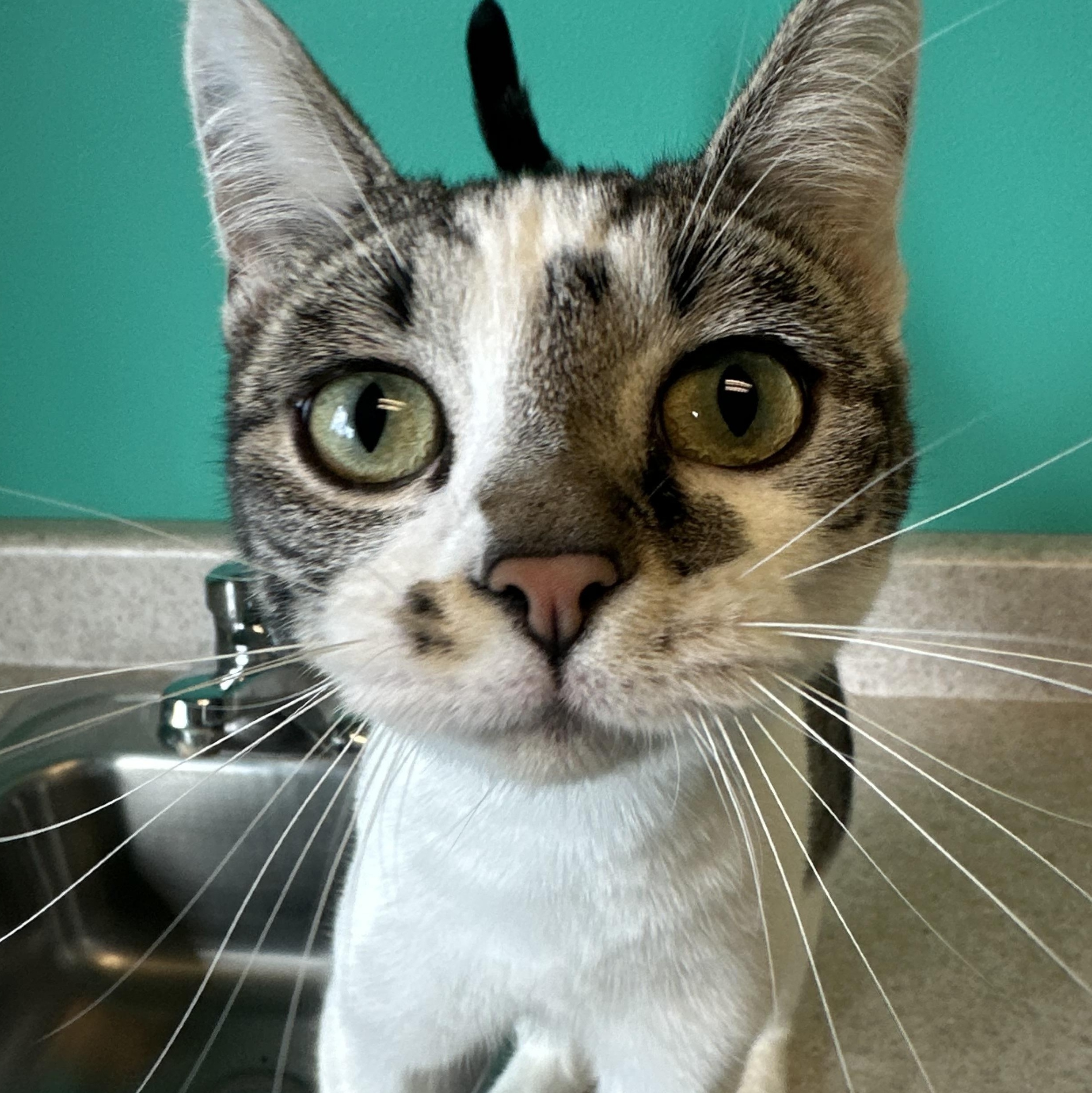 Birkenstock, an adoptable Domestic Short Hair in Brookings, SD, 57006 | Photo Image 2