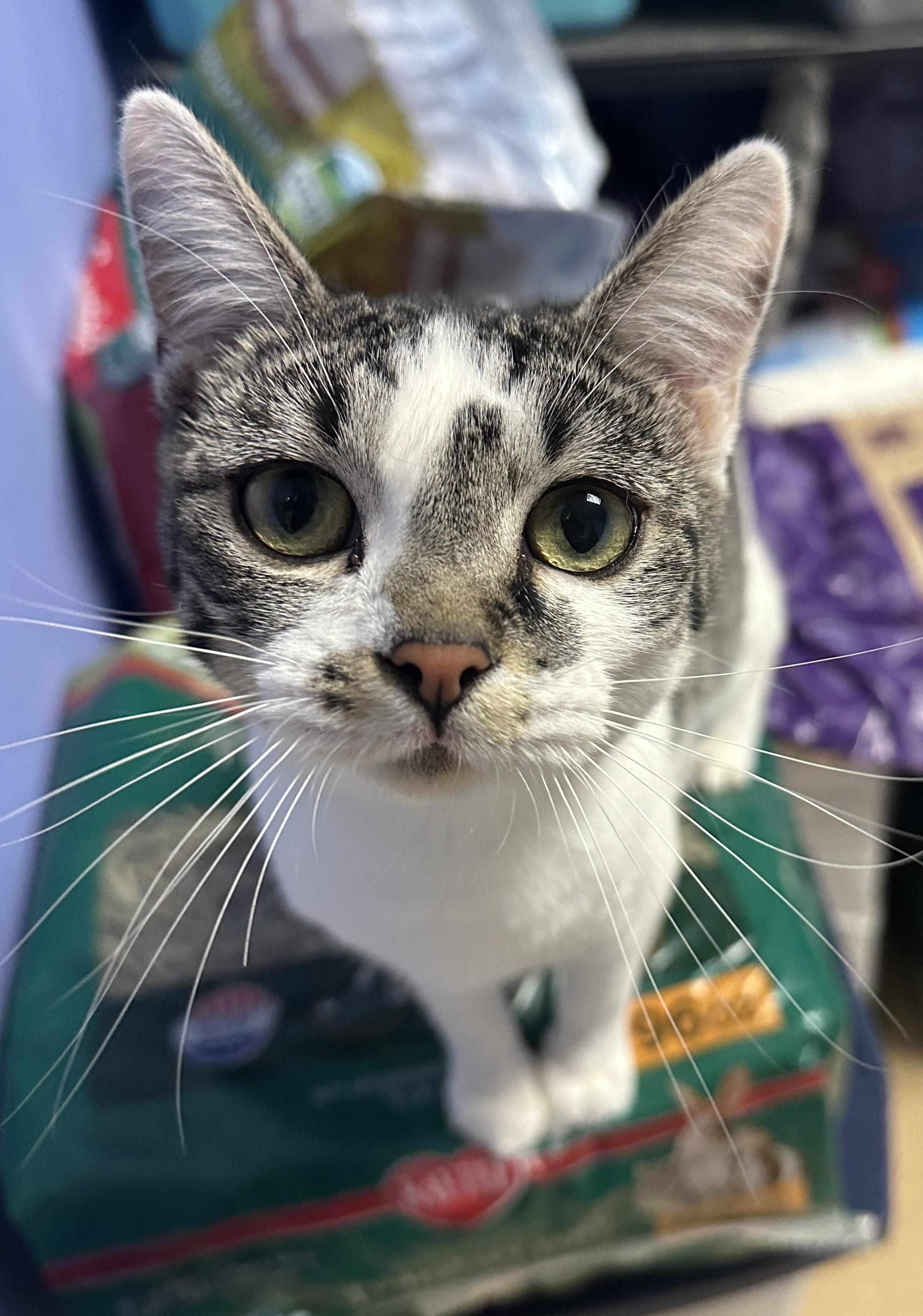 Birkenstock, an adoptable Domestic Short Hair in Brookings, SD, 57006 | Photo Image 1