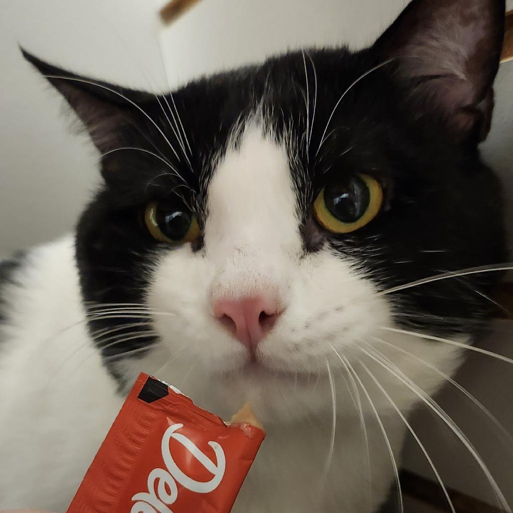 Alex, Adoptable, Adult Male Domestic Short Hair.