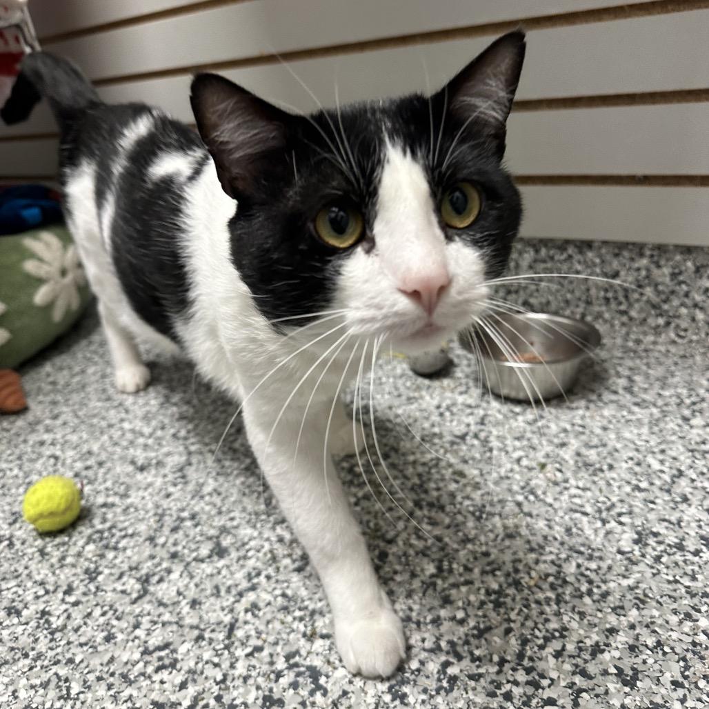 Enlarge Alex, a Adoptable Domestic Short Hair in Brookfield, WI image 2/6