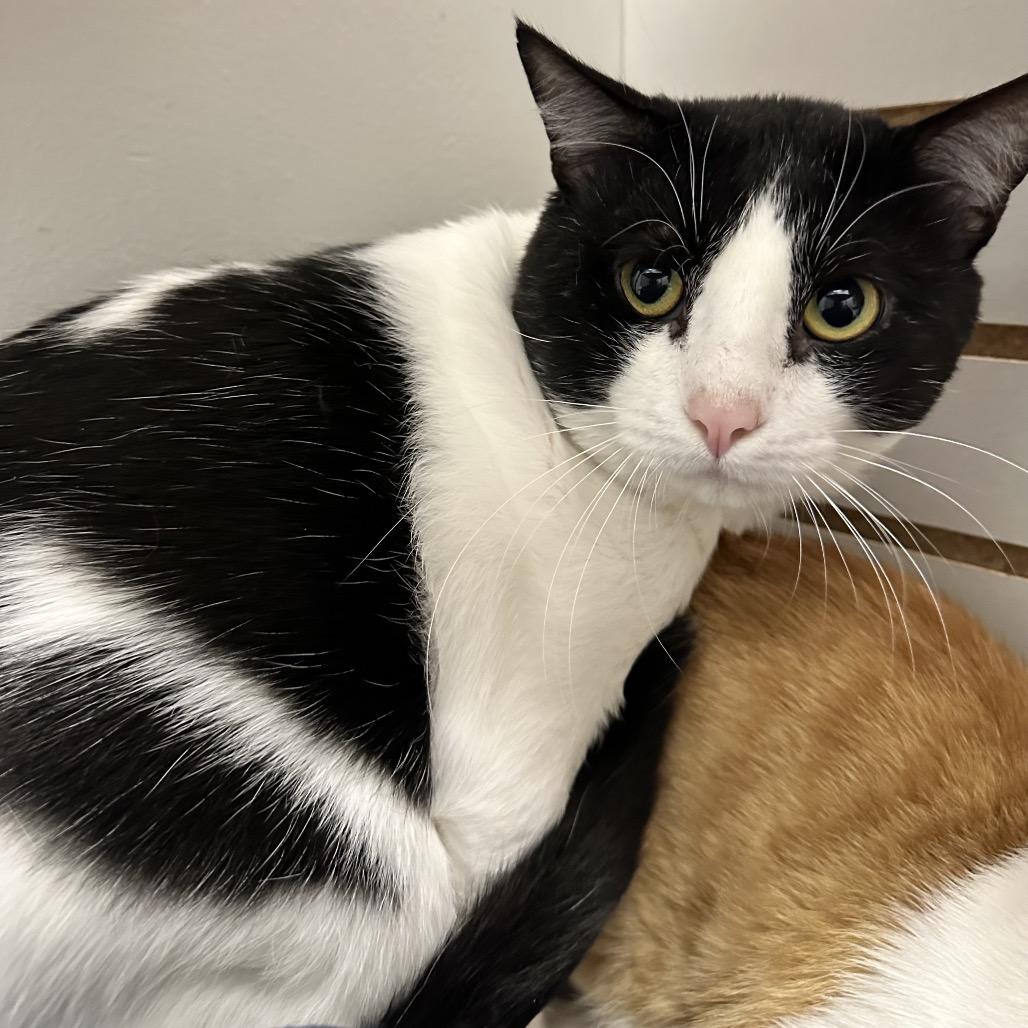 Enlarge Alex, a Adoptable Domestic Short Hair in Brookfield, WI image 2/5